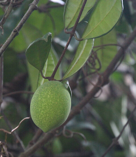 Borneo-Gummibaum (Willughbeia coriacea)