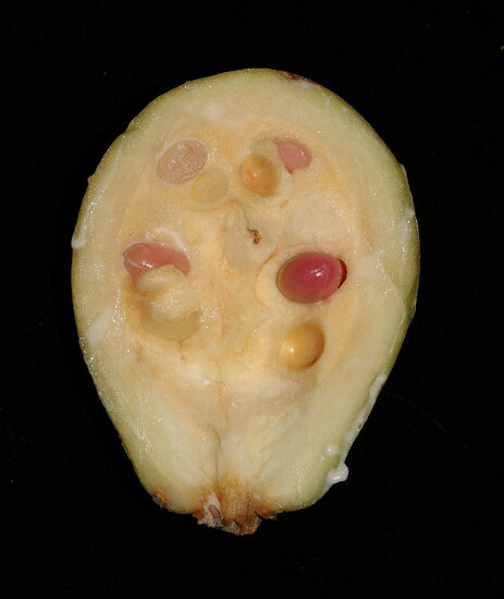 Borneo-Gummibaum (Willughbeia coriacea)