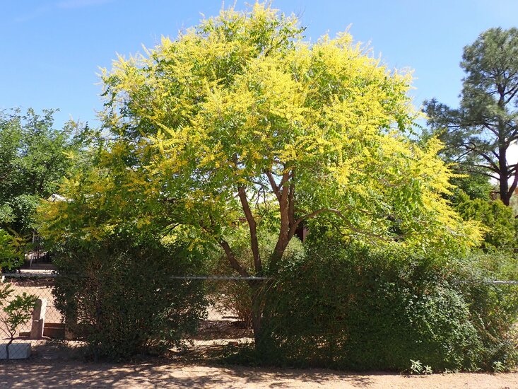Blasenesche (Koelreuteria paniculata)