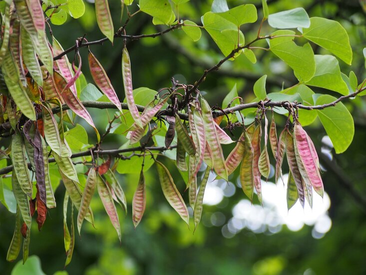 Judasbaum (Cercis siliquastrum)