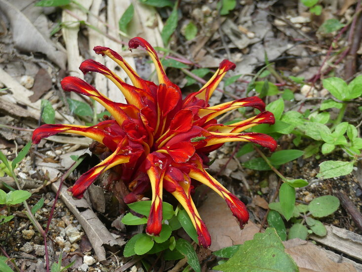 Rote Ingwerbl&uuml;te (Etlingera coccinea)