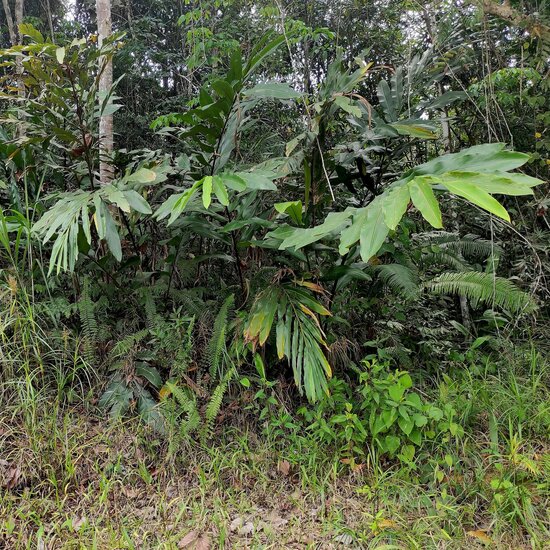 Rote Ingwerbl&uuml;te (Etlingera coccinea)