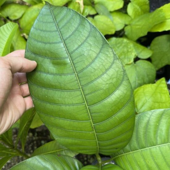 Sauer-Mango (Mangifera rufocoscata)