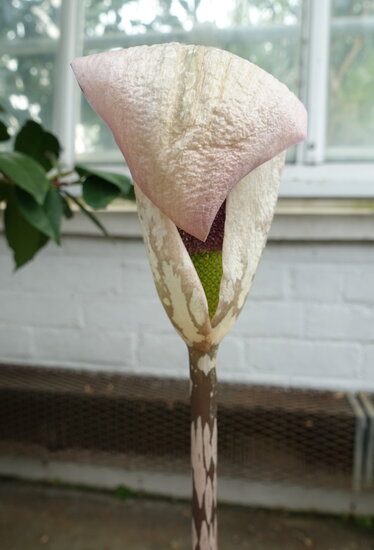 Aronstab (Amorphophallus yunnanensis)