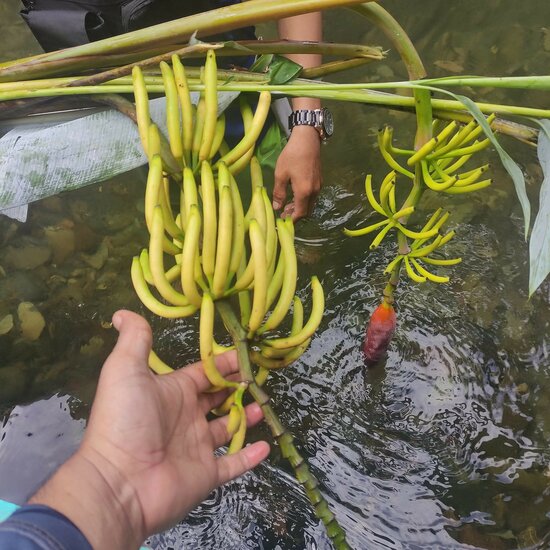Hutan Banana (Musa lawitiensis)