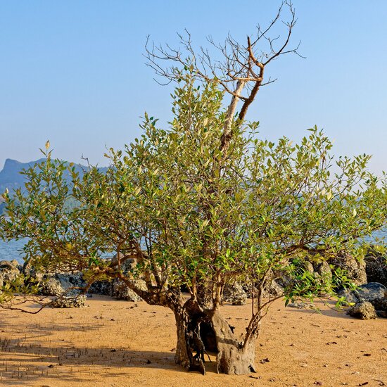 Wei&szlig;e Mangrove (Avicennia alba)