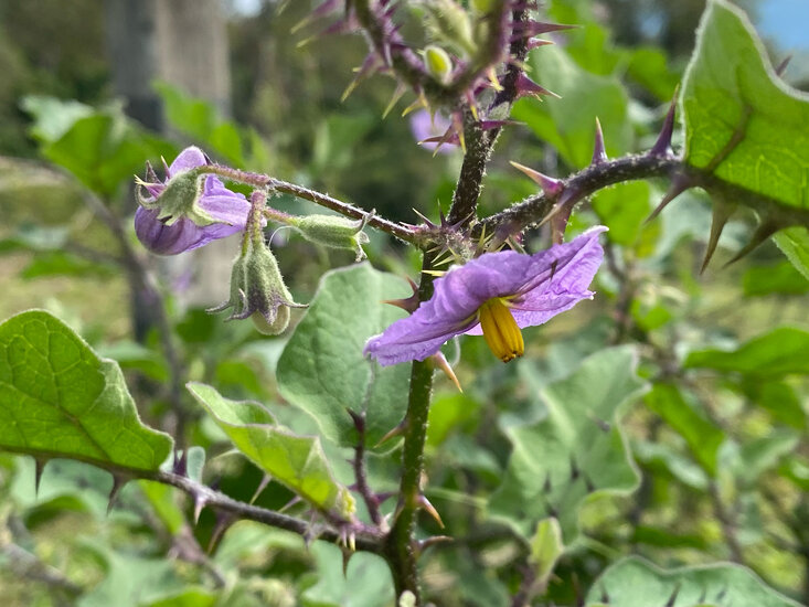 Wilde Aubergine (Solanum melongena ssp. cumingii)