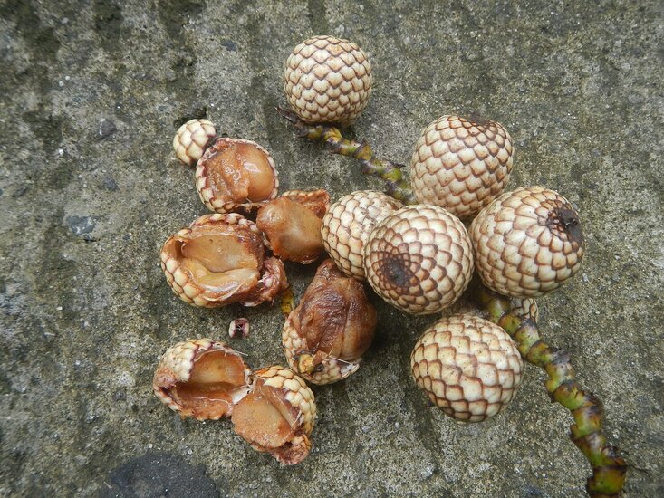 Drachenblut-Rattan (Calamus draco)