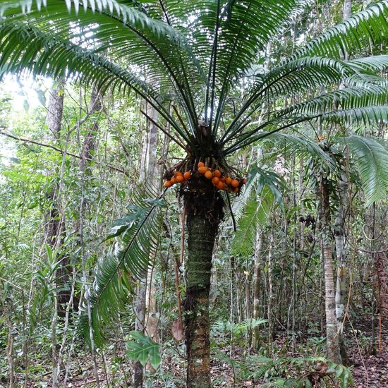 Palmenfarn (Cycas scratchleyana)