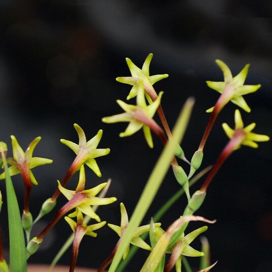 Gr&uuml;n freesia (Freesia viridis ssp. viridis)