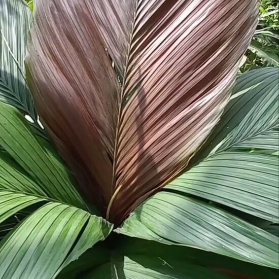 Tronok-Palme (Iguanura wallichiana var. wallichiana)