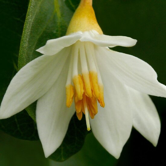 Benzoe-Baum (Styrax benzoin)