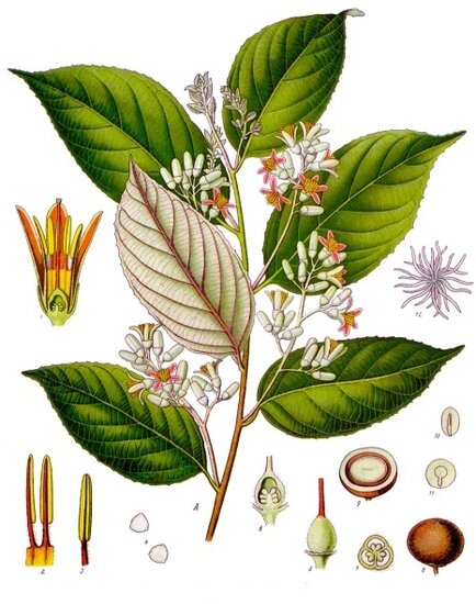 Benzoe-Baum (Styrax benzoin)