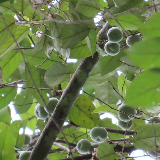 Benzoe-Baum (Styrax benzoin)