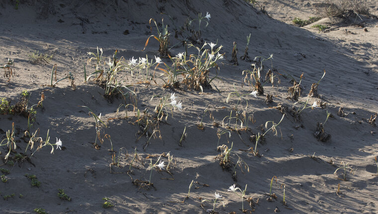 D&uuml;nen-Trichternarzisse (Pancratium maritimum)