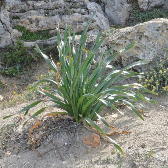 D&uuml;nen-Trichternarzisse (Pancratium maritimum)