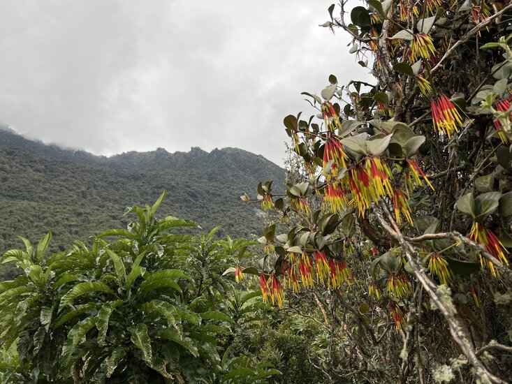 Aetanthus (Aetanthus nodosus)