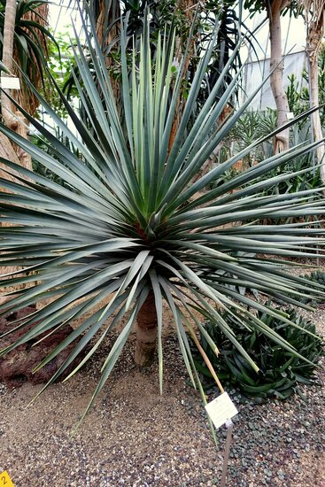 Sokotra Drachenblutbaum (Dracaena cinnabari)