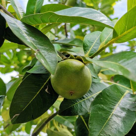 Schwarze Sapote (Diospyros digyna)