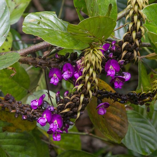 Seeportemonnaie (Dioclea reflexa)