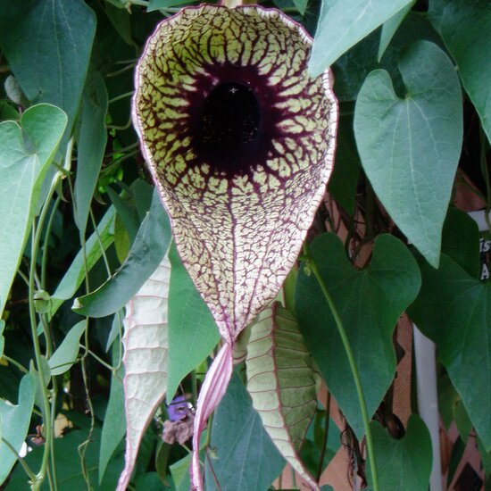 Pelik&auml;nblume (Aristolochia grandiflora)