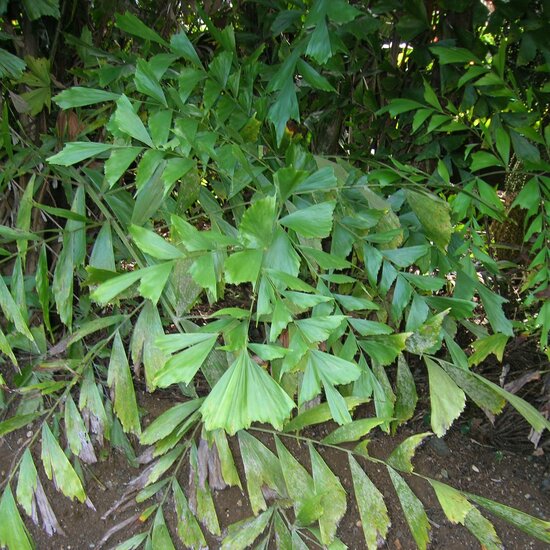 Fischschwanzpalme (Caryota mitis)