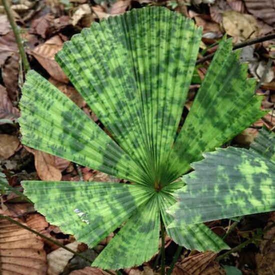 F&auml;cherpalme (Licuala sp. 'Kalimantan Mottled')