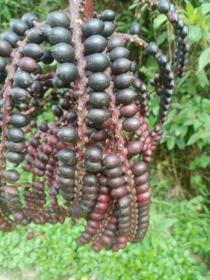 Celebes palme (Pinanga celebica)