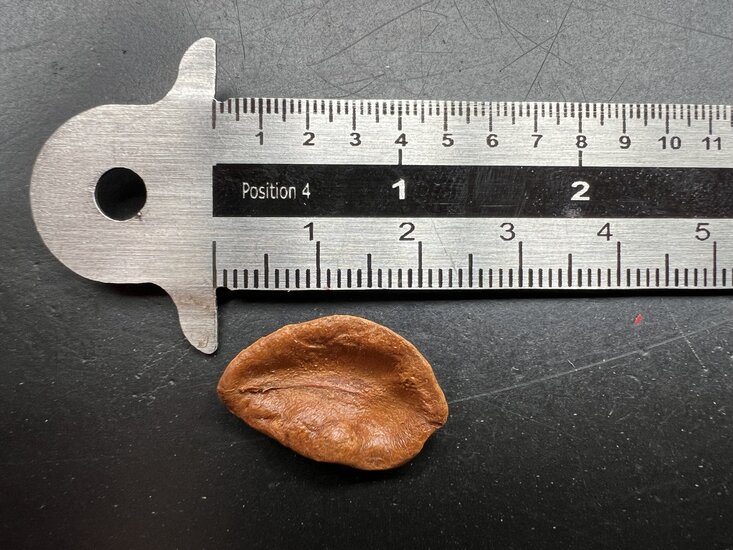 Goldtrompete (Allamanda cathartica)