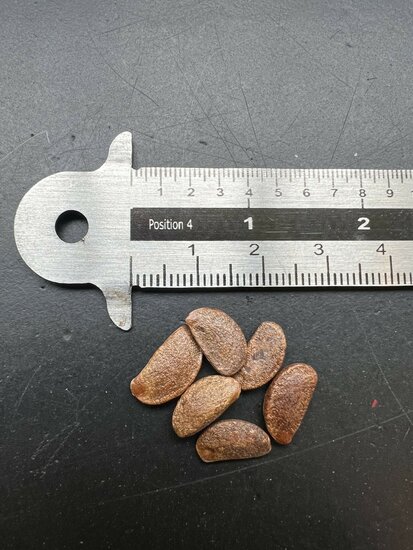 Amerikanische Persimone (Diospyros virginiana)