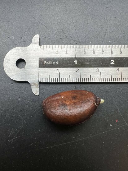 Schwarze Sapote (Diospyros digyna)