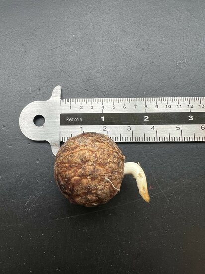 Wei&szlig;e Elefantenpalme (Kerriodoxa elegans)