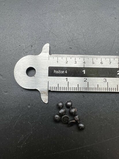 Japanischer Pfefferbaum (Zanthoxylum piperitum)