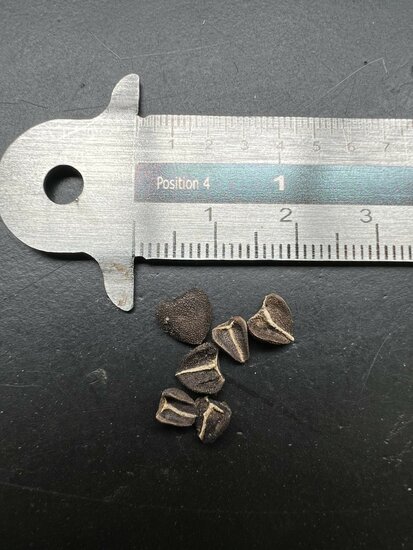 Portugiesische Pfeifenblume (Aristolochia baetica)