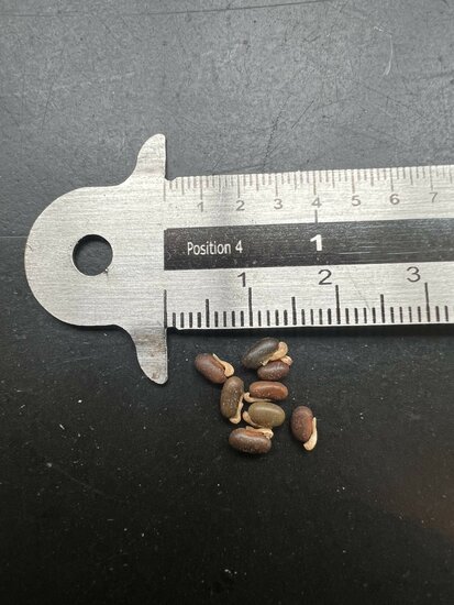 Schwarze Korallenbohne (Kennedia nigricans)