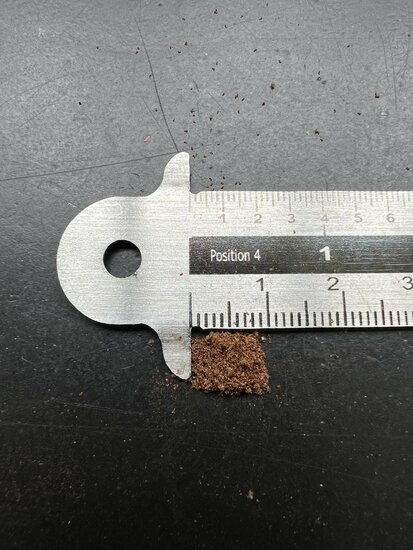 Schwarzer Baumfarn (Cyathea medullaris)