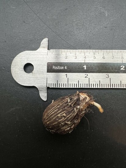 Patawa (Oenocarpus bataua)