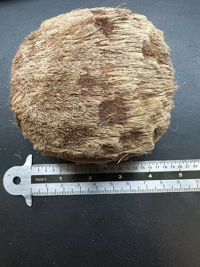 Palmyra-Palme (Borassus flabellifer)