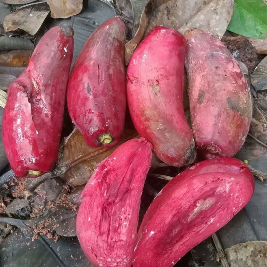 Pau (Garcinia latissima)