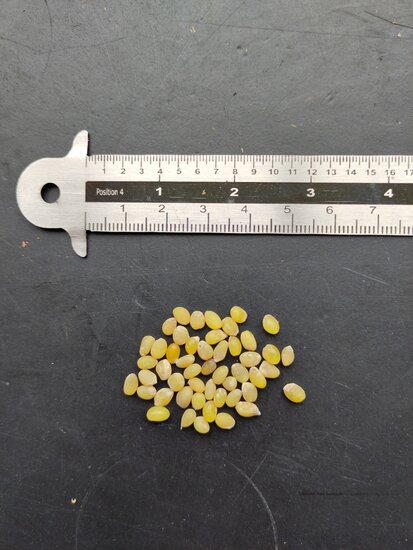 Chilenische Trompetenblume (Lapageria rosea)