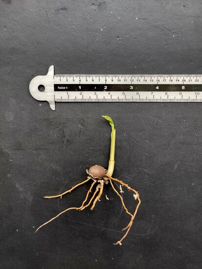 Celebes palme (Pinanga celebica)