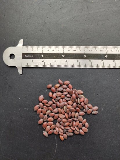 Judasbaum (Cercis siliquastrum)