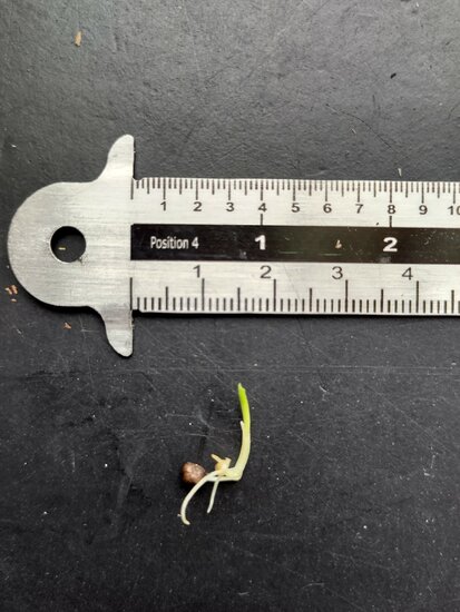 Rote Ingwerbl&uuml;te (Etlingera coccinea)