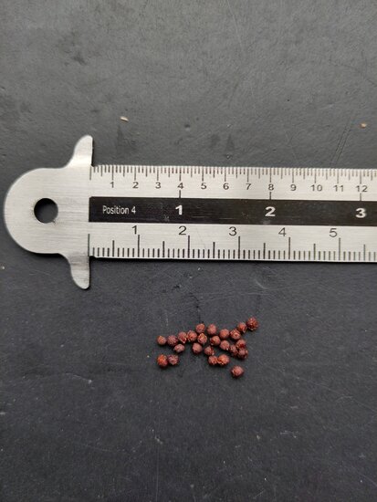 Gr&uuml;n freesia (Freesia viridis ssp. viridis)