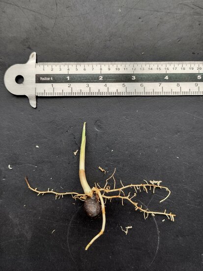 Tronok-Palme (Iguanura wallichiana var. wallichiana)