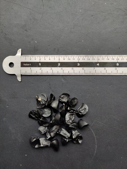 D&uuml;nen-Trichternarzisse (Pancratium maritimum)