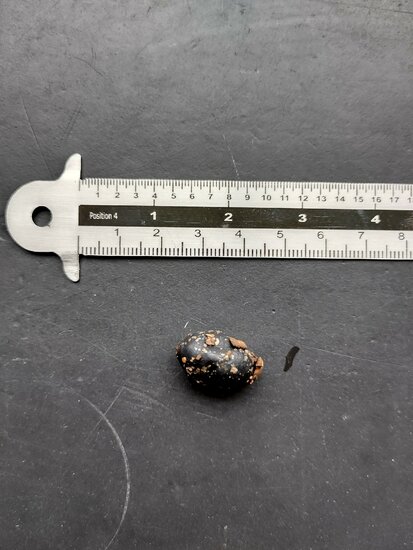 Aetanthus (Aetanthus nodosus)