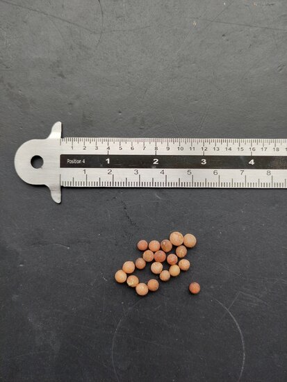 Sokotra Drachenblutbaum (Dracaena cinnabari)