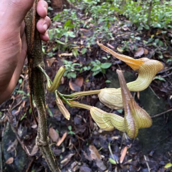 Pfeifenblume (Aristolochia decandra)