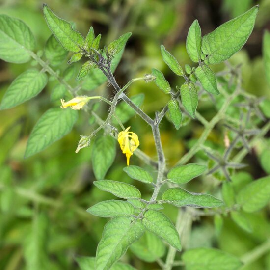 Gal&aacute;pagos-Tomate (Solanum cheesmaniae)